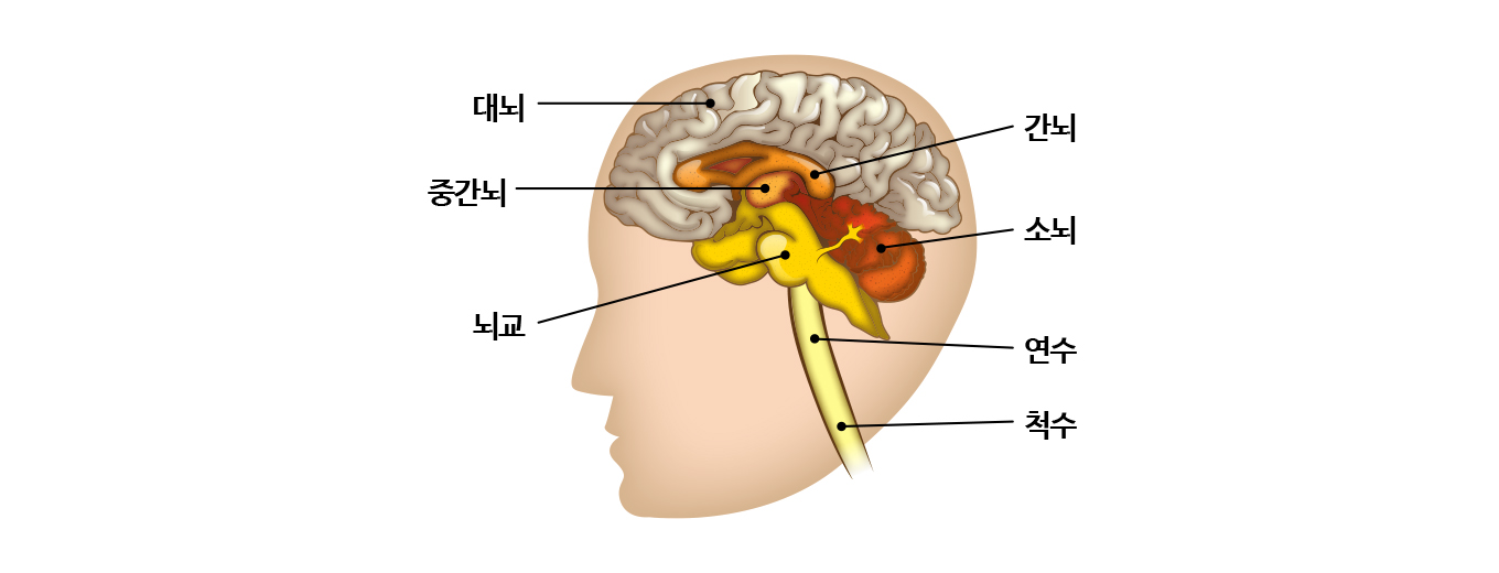 뇌와 척수의 구조