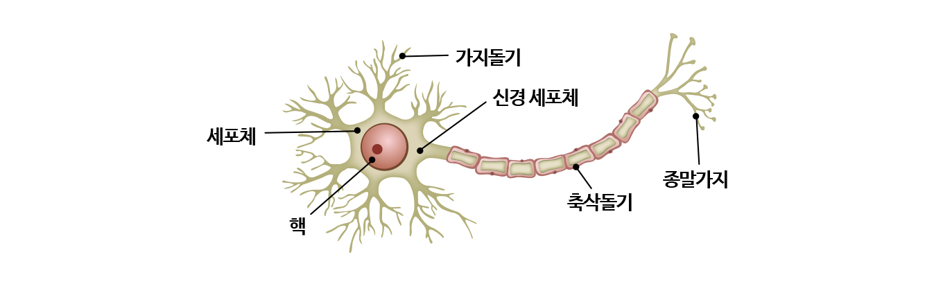 뉴런의 구조