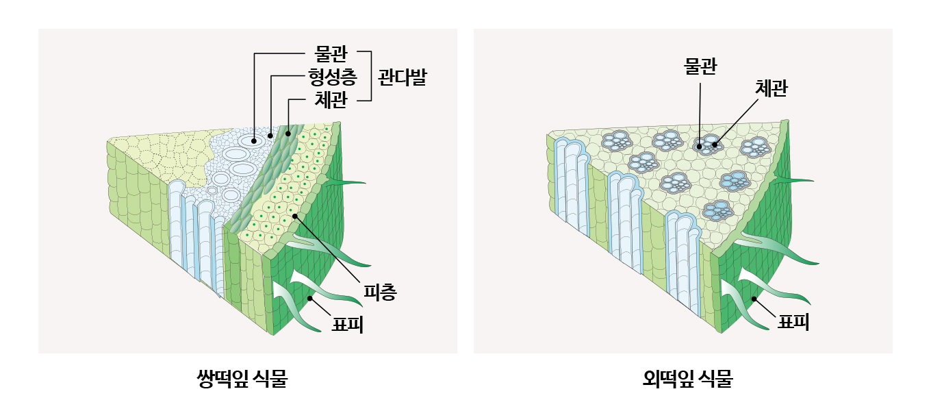 줄기의 구조