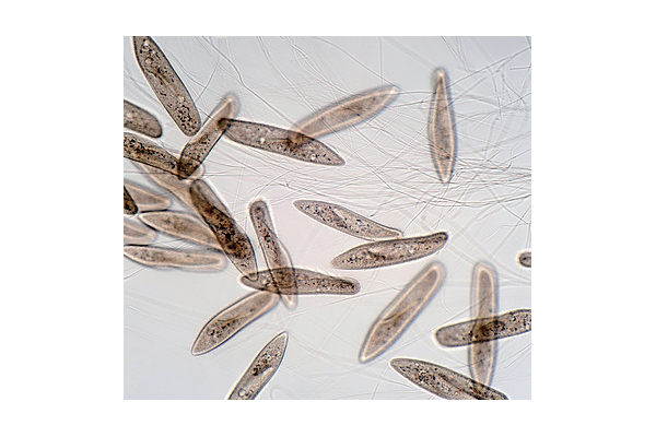 균류 원생 생물 세균 과 관련된 첨단 생명 과학 이 우리 생활 에 활용 되는 예