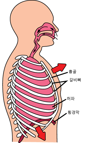 그림입니다. 원본 그림의 이름: 숨 들이마심.jpg 원본 그림의 크기: 가로 300pixel, 세로 500pixel